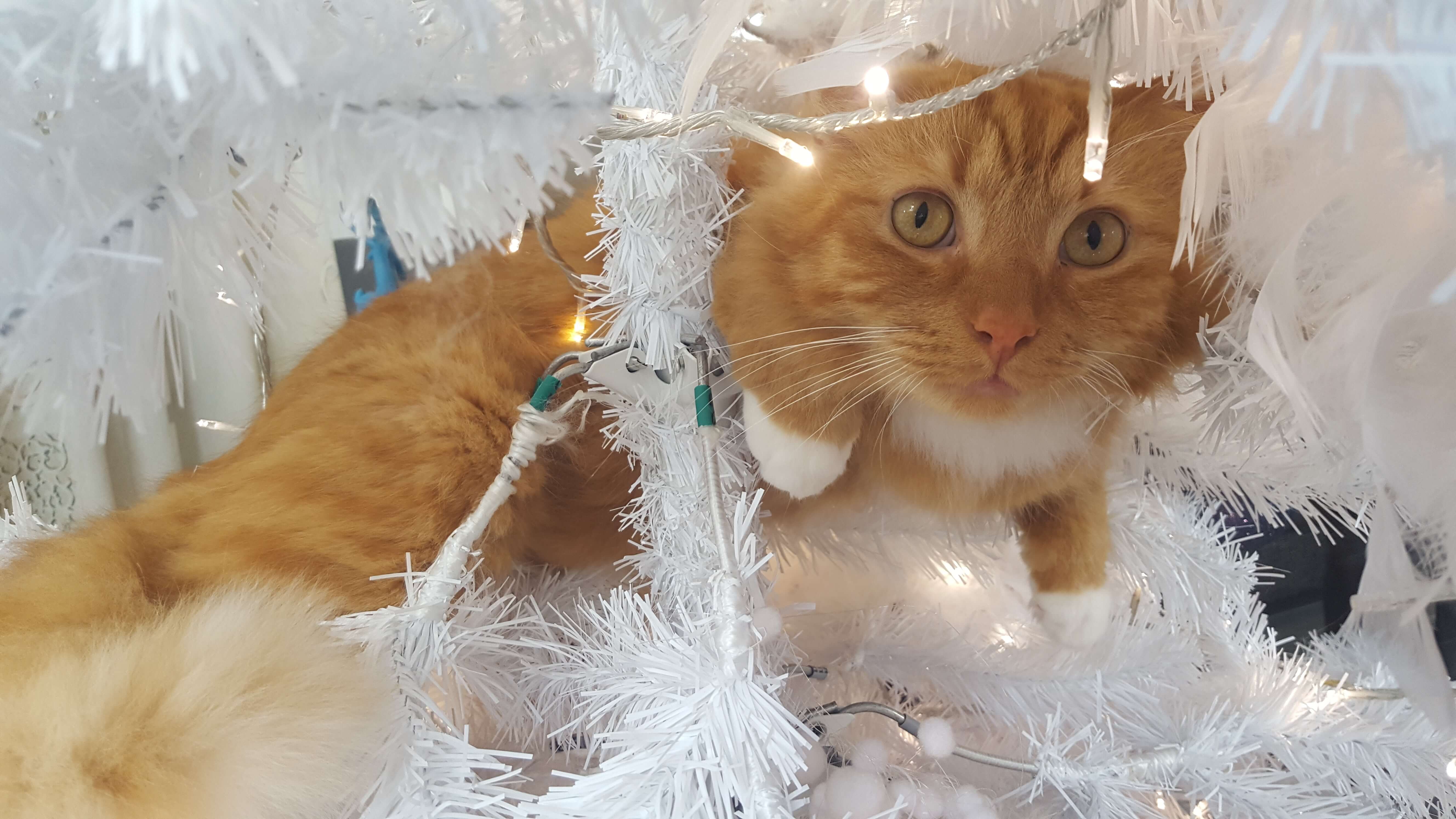 Heb je al een idee voor Kerst?